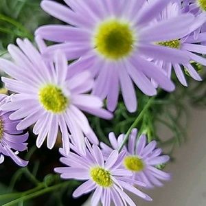 Meet your Posher, Leslie